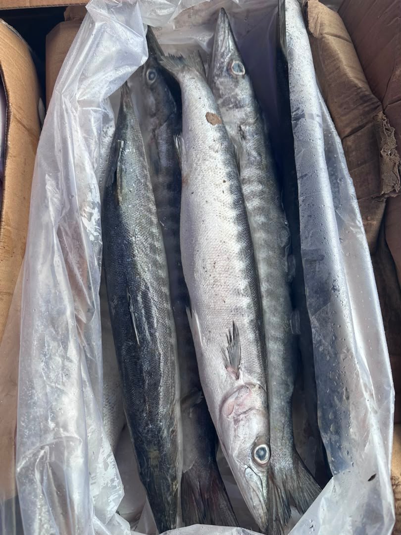Poisson Brochet