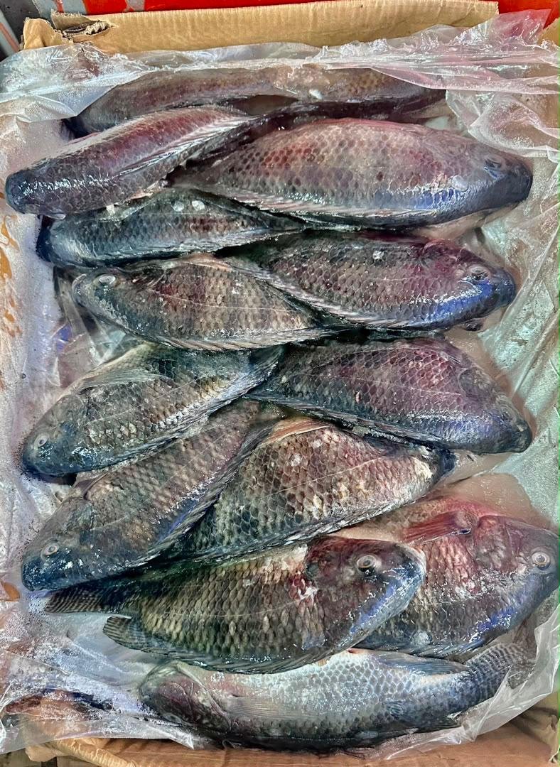 Carpe 500/800